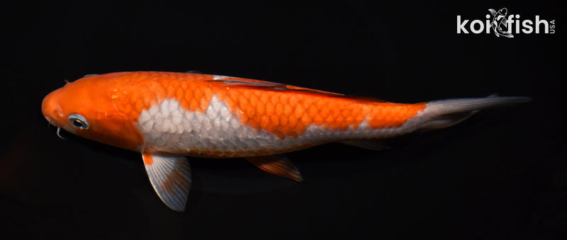 8.25" OCHIBA SHIGURE