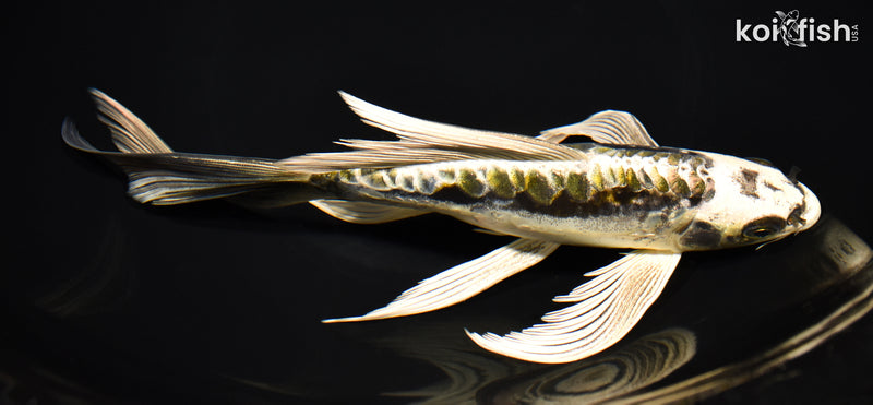 8.75" ARAGOKE KIN KIKOKURYU BUTTERFLY
