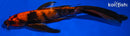 10.75" HI UTSURI BUTTERFLY