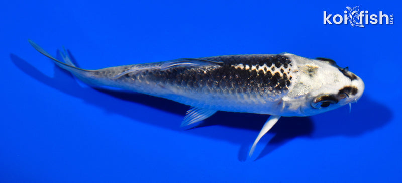 3.75" GIN MATSUBA
