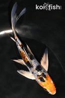 5.5" HEISEI NISHIKI BUTTERFLY