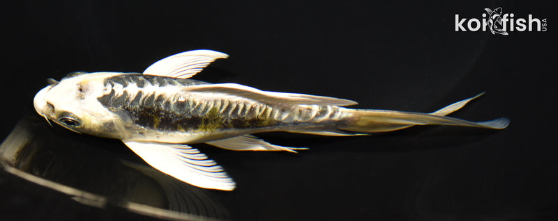 5.75" KIN KIKOKURYU BUTTERFLY