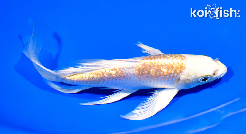 8" GINRIN HARIWAKE BUTTERFLY