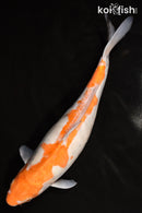 14.75" DOITSU OCHIBA SHIGURE