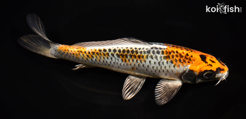 9" BENI GINGA