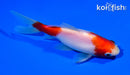 5.25" SARASA COMET GOLDFISH
