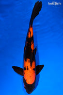 13.25" HI UTSURI