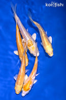 PACK OF (5) 4-5" STANDARD KOI