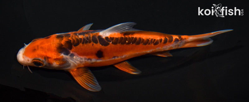 5.5" HI SHUSUI