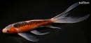 10.75" HI SHUSUI BUTTERFLY