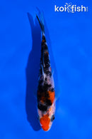 4" SANKE