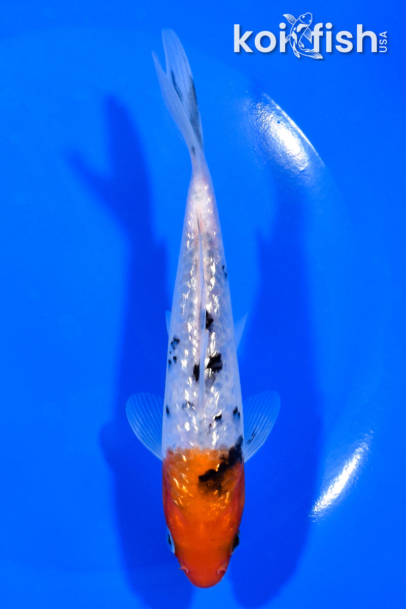 5.75" GINRIN SANKE
