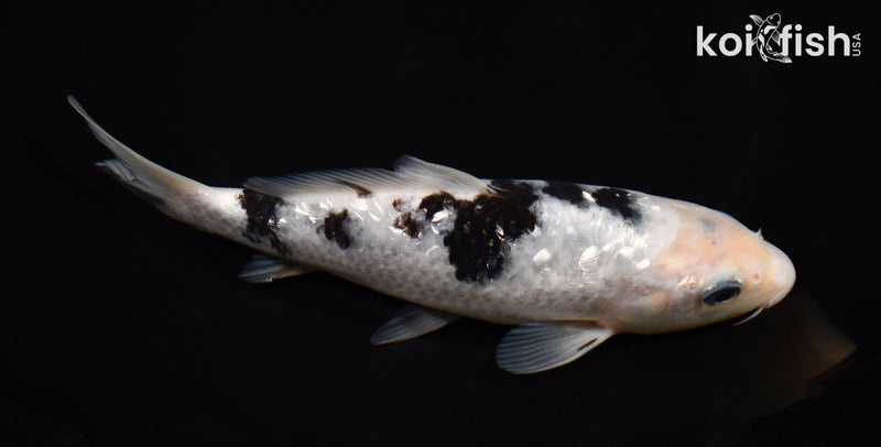 7.25" GINRIN SHIRO BEKKO