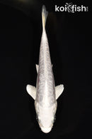 5" ARAGOKE DOITSU PLATINUM OGON