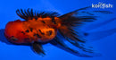 4.25" CALICO ORANDA GOLDFISH