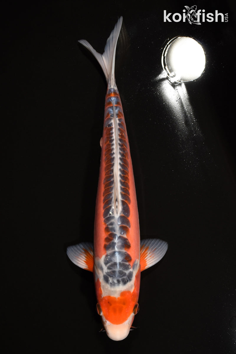13" HI SHUSUI
