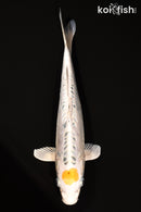 13.25" TANCHO DOITSU KUJAKU