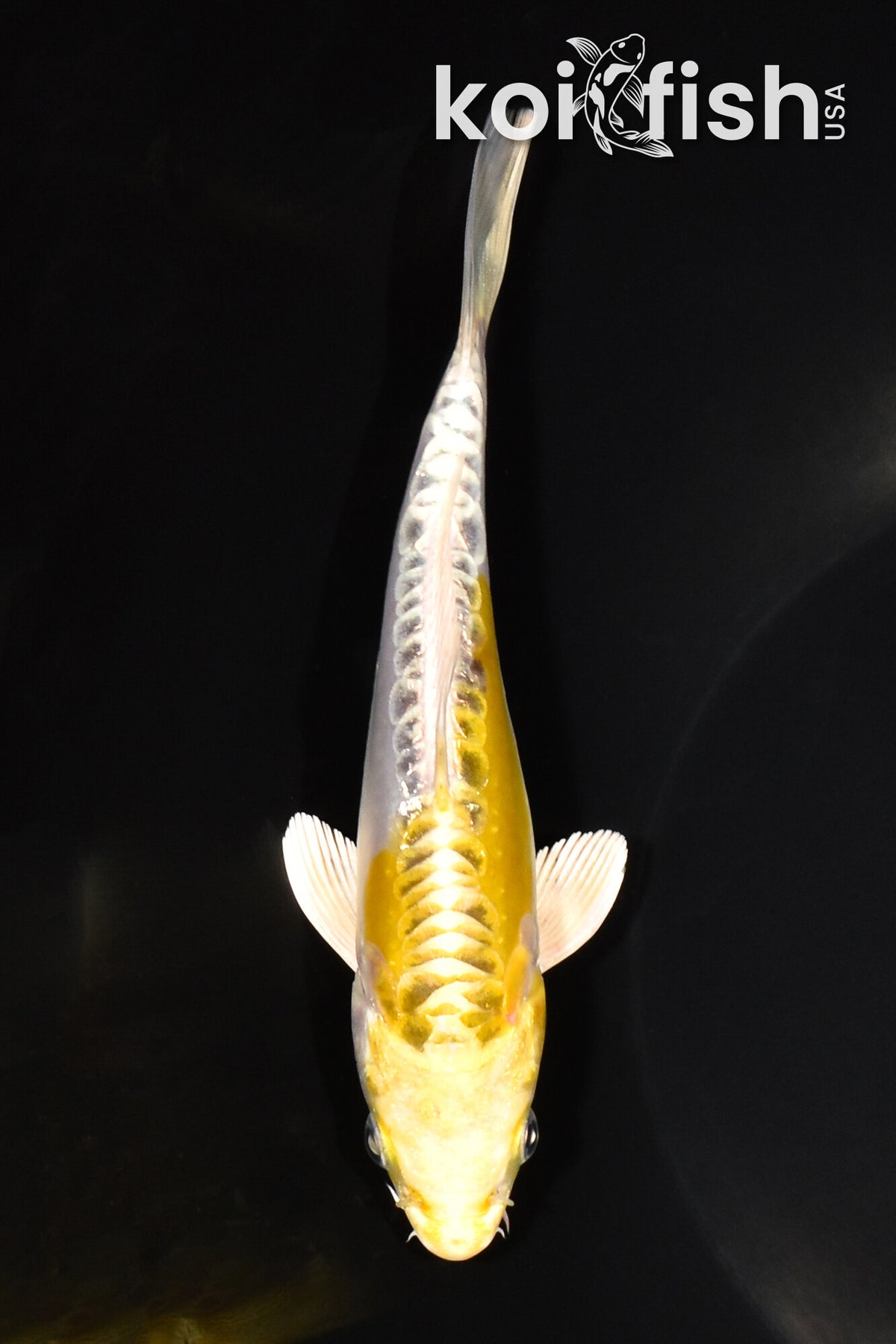 DoMeGe　koi-hotaru fusion Doitsu_Koi_11737__03459.