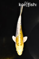 6" GINRIN DOITSU KUJAKU