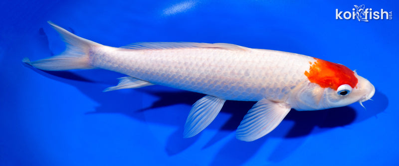 11.5" TANCHO KOHAKU