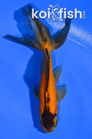 4.25" WATONAI GOLDFISH