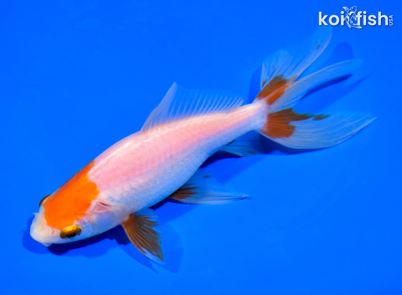6.5" WAKIN GOLDFISH