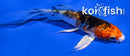 4.25" BENI KIKOKURYU BUTTERFLY