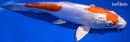 10.25" KIKUSUI