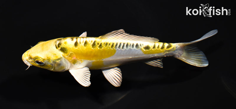 6.25" DOITSU KUJAKU