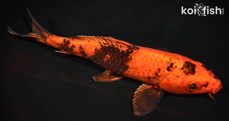 8.5" KIN HI UTSURI