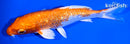 5.75" GINRIN HARIWAKE