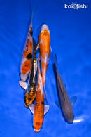 PACK OF (5) 3.75-4.75" STANDARD KOI