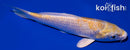 5.75" LEMON HARIWAKE