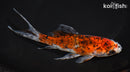 7" SHUBUKIN GOLDFISH