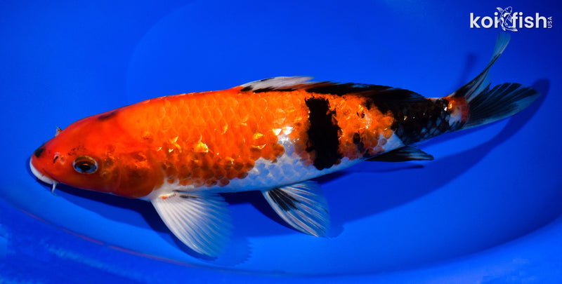 10.5" GINRIN HI SHOWA