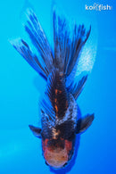 5" CALICO GOLDFISH