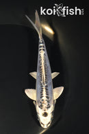 5.5" ARAGOKE KIKOKURYU