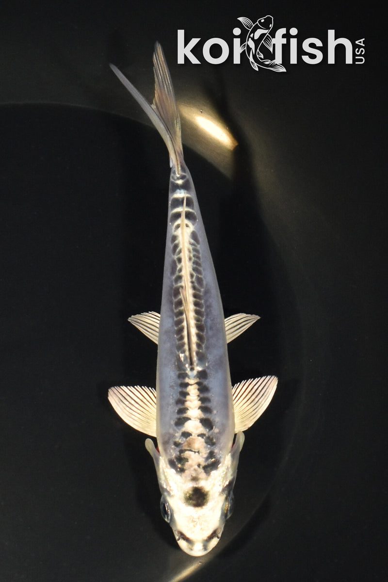 5.5" ARAGOKE KIKOKURYU