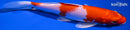 7.5" KOHAKU