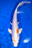 11.25" KIKUSUI