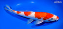 12.25" KOHAKU