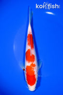 8" KOHAKU