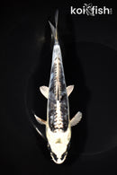 6.5" KIKOKURYU