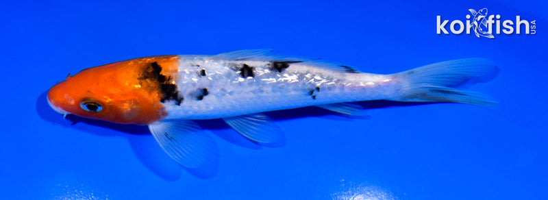 5.75" GINRIN SANKE