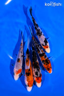 PACK OF (5) 4-5" SANKE KOI