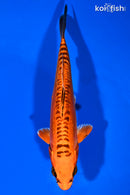 6.5" DOITSU ORENJI MATSUBA