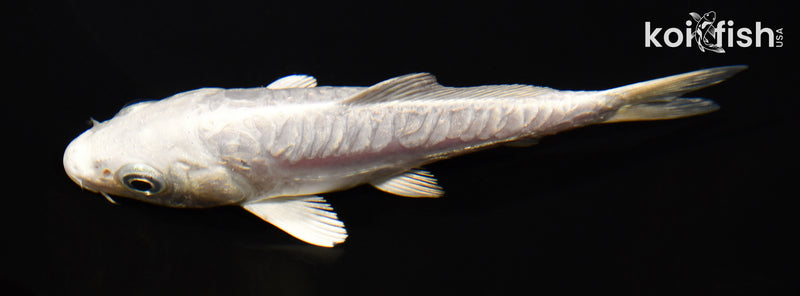 5" ARAGOKE DOITSU PLATINUM OGON