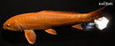 12.75" DOITSU METALLIC CHAGOI