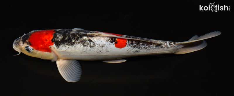 12.5" DOITSU MARUTEN GOSHIKI