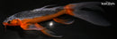 10.75" HI ASAGI BUTTERFLY